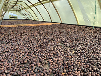 Alejandría & Acapulco