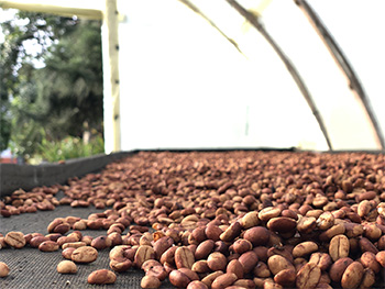 Alejandría & Acapulco