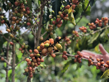Gesha Typica