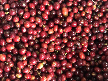 Red Bourbon Peaberry